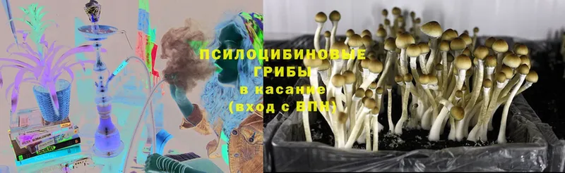 купить   Грайворон  Галлюциногенные грибы Magic Shrooms 